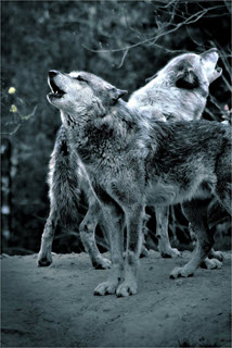 Image of two howling wolves facing opposite directions